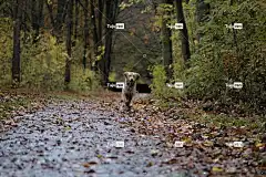 狗 4K壁纸 笔记本电脑壁纸 壁纸4K 全高清壁纸 金毛猎犬