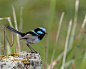 华丽细尾鹩莺 Malurus cyaneus 雀形目 细尾鹩莺科 细尾鹩莺属
Superb Fairy Wren by Dennis Wehner on 500px