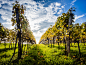 sun in the vineyard by Olivier Schmidt on 500px