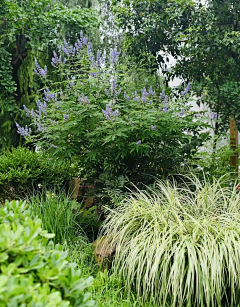 四川至美花境采集到植物