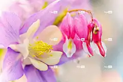 哥伦比亚 毛茛 花壁纸 哭泣的心 花 自然 开花 花卉背景 地图