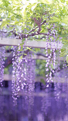 想养一袋米采集到花