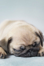 Sleepy pug | helixcreatures