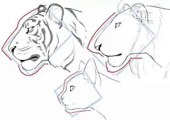 【干货】画虎不成反类猫？猫科动物脸部的画法与差异！
