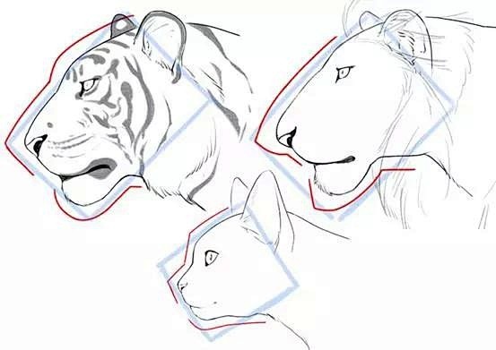 干货画虎不成反类猫猫科动物脸部的画法与差异