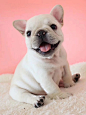 法国斗牛犬幼犬纯种活体赛级蓝牛奶油黑白色家养小型法斗宠物狗狗-淘宝网