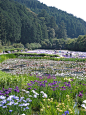 Japanese iris, Kakegawa, Japan.  Photo: kohakubara, via Flickr