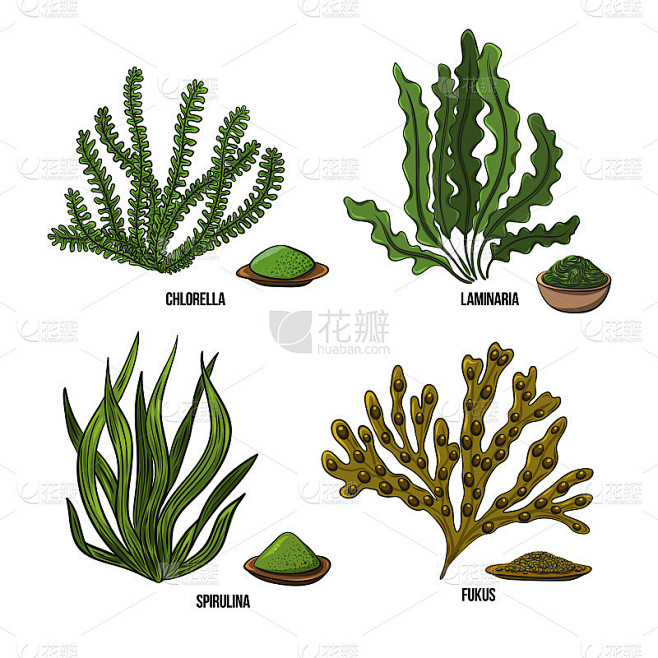 集藻-小球藻，螺旋藻，海带，海带，黑角藻。绿色和红色的食用海藻。白色背景上的黑色和多色素描。矢量手绘