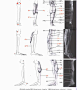 【学人体】男性腿脚肌肉块与骨骼~~~（相关微博讲的是手臂：http://t.cn/8k6zDGD ）