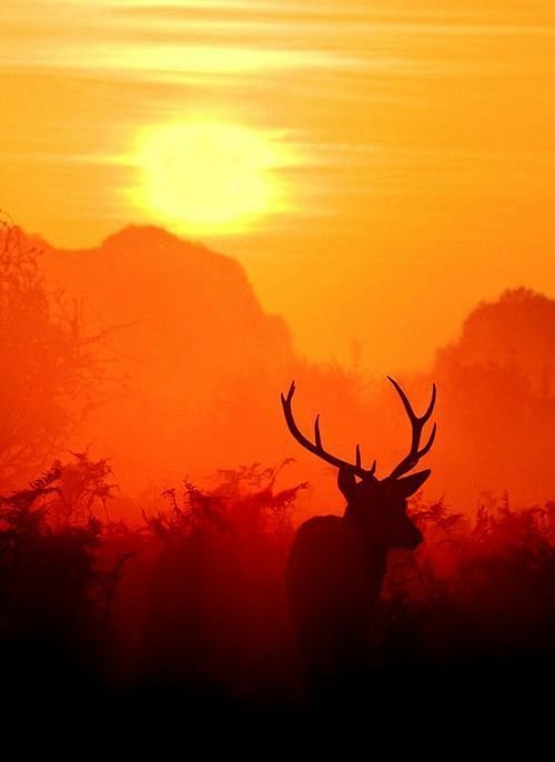 每天早上，在非洲草原上，一只狮子醒来。它...