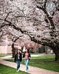 赏樱成为一个全球现象---华盛顿大学樱花季