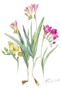 Freesia