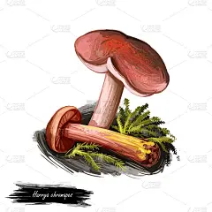 牛肝菌属牛肝菌科的一种，分离于白色上。数码艺术插画，天然食品，包装标签。秋收菌类，草木。