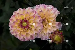 花 开花 Windows壁纸 大丽花 4K壁纸 自由背景 全高清壁纸