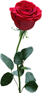 PNG格式 玫瑰花