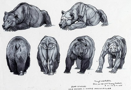 【动物结构】网友搜集的一些熊的解剖学结构...