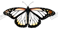 蝴蝶 【酷图网】蝴蝶,蝴蝶图腾,绚丽蝴蝶,蝴蝶手绘,蝴蝶插画,抽象蝴蝶,创意蝴蝶,蝴蝶名片,蝴蝶手提袋,创意海报,高档蝴蝶,彩色蝴蝶,金蝶,彩蝶,蜕变,蝶变,动物图腾,动物手绘