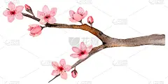 孤立在白色背景上手绘水彩樱花，娇嫩的花朵。日本的樱花。婚礼请柬、包装、纺织品、封面、明信片、贺卡、博