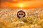 General 2048x1365 nature animals lion toys eyes sad field Sun depth of field plush toy outdoors plants