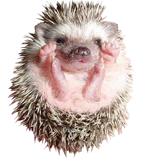 燕子丫头从大圣中的战斗菊转采于2020-11-24 13:43:56刺猬png动植物