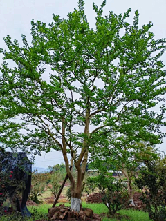YXG15823362668采集到紫薇
