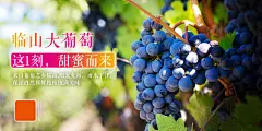 新鲜美食无籽葡萄水果宣传活动海报