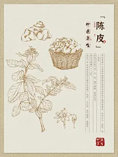 中草药手绘-陈皮 - 小红书