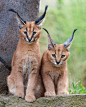 Caracal kittens by namra38