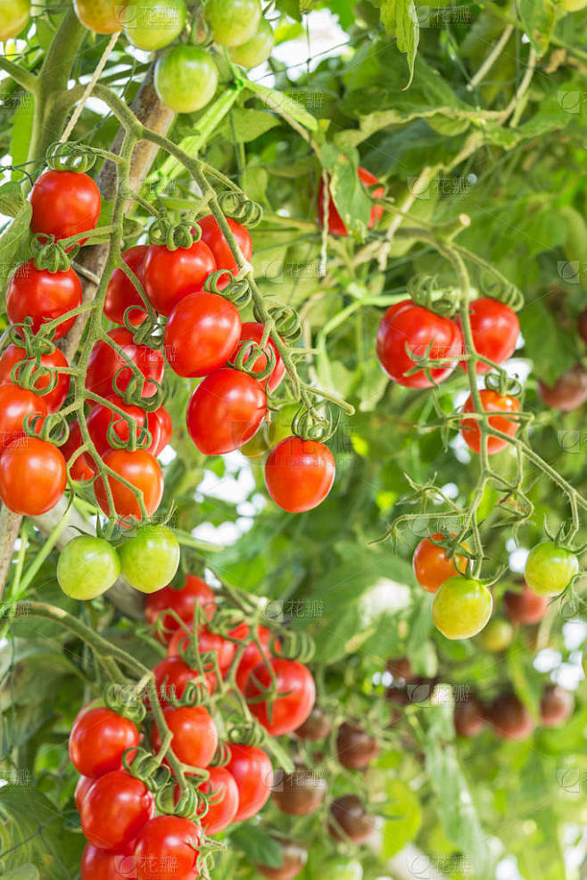 关闭了在有机农场种植的红樱桃番茄 