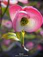 大花四照花( Cornus florida) 是北美洲本土植物。它分布在北美洲的东、南及中部。它们开伞状花序的小花，五至十几个小花聚在一起。外面有四个苞片，随着开花，这四个苞片逐渐长大。在花开了两星期左右，这四个苞片才完全展开。以前会用大花四照花来制造墨水、红色染料及作为奎宁替代品。