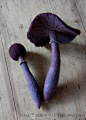 #羊毛毡蘑菇#我们都爱的奇奇怪怪的蘑菇~最后一张是简单的教程，不会的同学可以试试看~
