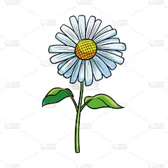 雏菊花插画设计