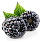 新鲜的黑莓高清图片