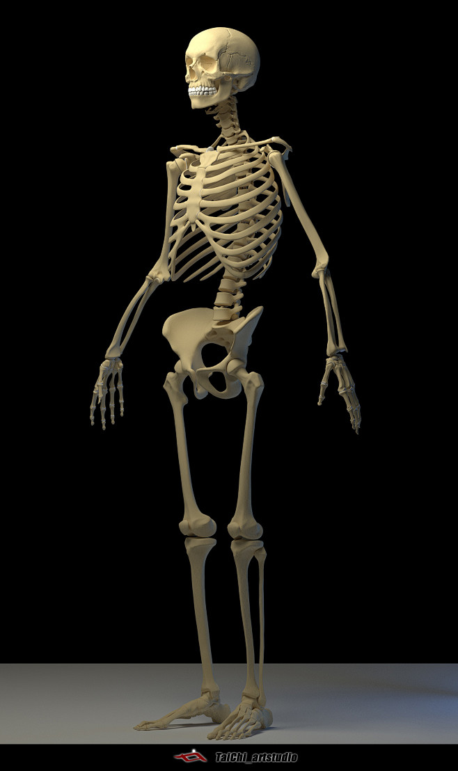 Human skeleton, Tai ...