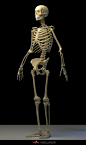 Human skeleton, Tai ji : It is used in the teaching of a human body skeleton model, have some difference with real bone, it more summary, and keep the main shape characteristics, hope to help you.<br/>qq：290122558