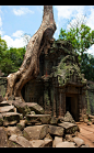 柬埔寨路被丛林吞没的塔布茏寺