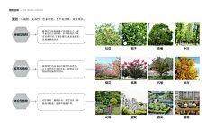 植物分析剖面形式-花瓣网