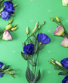 新鲜盛开的花洋桔梗