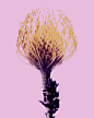 BOTANICALS - PORTFOLIO