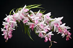 石斛中药材医疗插画