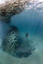 William Winrame captured the incredible moment a school of fish swarmed around him and other divers and formed a vortex (above): 