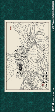 澜澜888采集到芭蕉叶