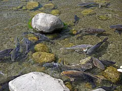 日本锦鲤在浅水池塘中戏水嬉戏