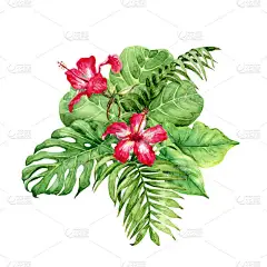 手绘热带植物。在白色背景上查出的有绿叶和红色芙蓉花的花. 