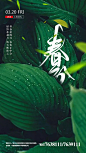 【源文件下载】 海报 春分 二十四节气 春天 绿叶