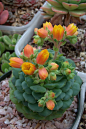 Echeveria 'Dondo': 