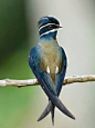 小须凤头雨燕 Hemiprocne comata 雨燕目 凤头雨燕科 凤头雨燕属
Whiskered Treeswift (Hemiprocne comata)
#雨燕##鸟类#