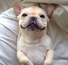 一只爱笑的法斗