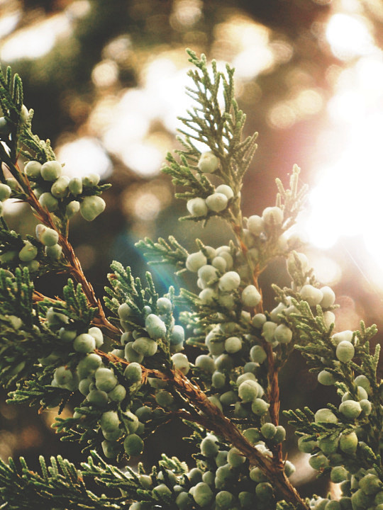(4) Tumblr