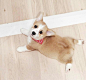 以后要养一只可爱的小短腿  ins：crumpet.thecorgi